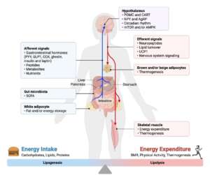 Peptide Research and Mechanisms: Understanding How Peptides Influence Biological Processes 10