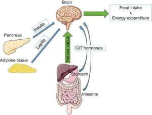Peptide Research and Mechanisms: Understanding How Peptides Influence Biological Processes 11
