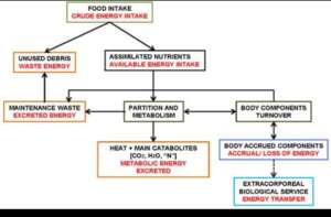 Peptide Research and Mechanisms: Understanding How Peptides Influence Biological Processes 12
