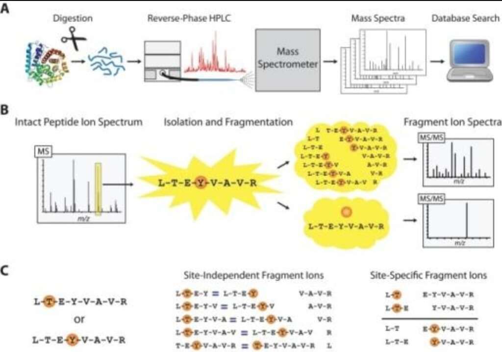 Peptide Research and Mechanisms: Understanding How Peptides Influence Biological Processes 13 Independent laboratory conducting peptide quality testing and analytical verification procedures.
