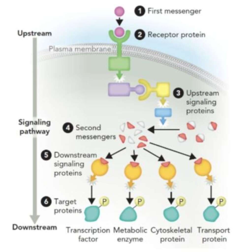 Peptide Research and Mechanisms: Understanding How Peptides Influence Biological Processes 6 Diagram showing peptide molecules binding to receptors and activating cellular signaling.
