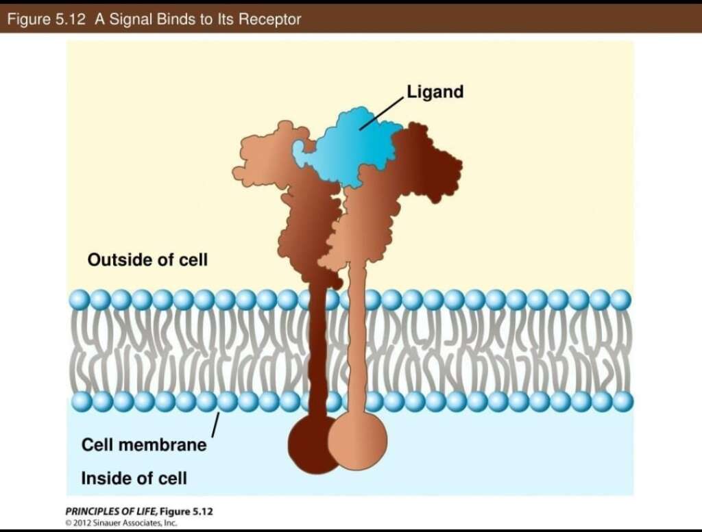 Peptide Research and Mechanisms: Understanding How Peptides Influence Biological Processes 5 Diagram showing peptide molecules binding to receptors and activating cellular signaling.