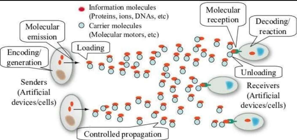 Peptide Research and Mechanisms: Understanding How Peptides Influence Biological Processes 7 Diagram showing peptide molecules binding to receptors and activating cellular signaling.