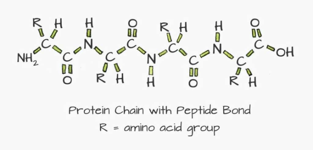 Peptide Research and Mechanisms: Understanding How Peptides Influence Biological Processes 4 Scientific illustration showing Peptide Research and Mechanisms