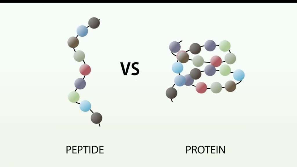 Peptide Research and Mechanisms: Understanding How Peptides Influence Biological Processes 3 Scientific illustration showing peptide molecular structure and amino acid chains.