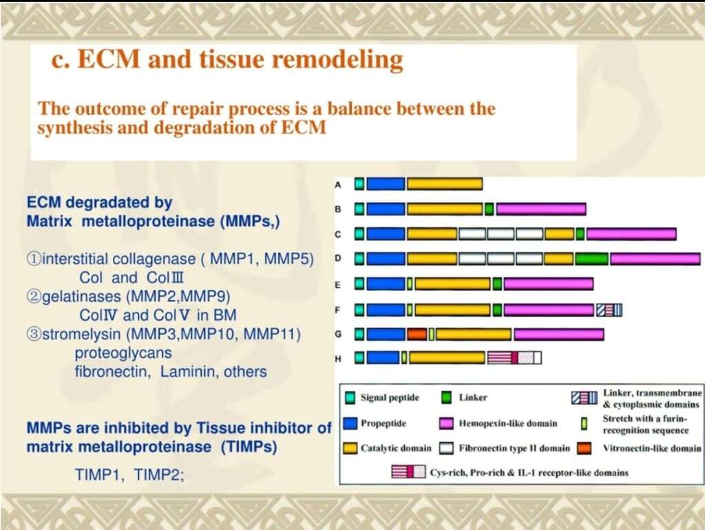 Peptide Research and Mechanisms: Understanding How Peptides Influence Biological Processes 8 Microscopic view of tissue repair, collagen organization, and cellular signaling investigated in BPC-157 research.