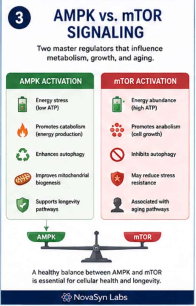 How Do Peptides Influence Cellular Aging Pathways? | Complete Guide (2026) 4 Comparison infographic explaining the roles of AMPK and mTOR in regulating cellular energy balance, metabolism, growth ,and autophagy.