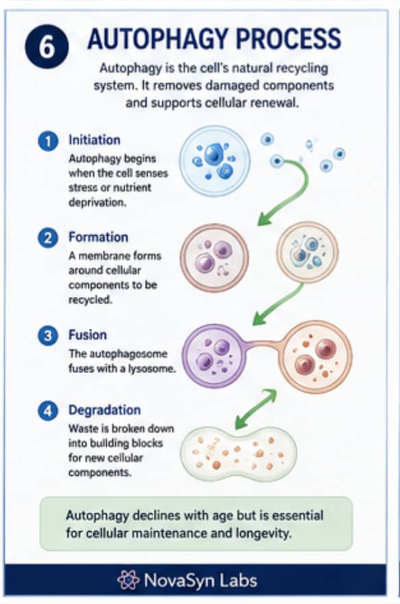 How Do Peptides Influence Cellular Aging Pathways? | Complete Guide (2026) 5 Step-by-step infographic showing the stages of autophagy, including initiation, autophagosome formation, lysosome fusion, and recycling of damaged cellular components.