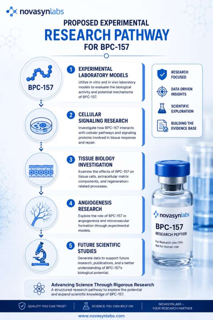 Complete Guide to BPC-157 Research (2026): Origins, Quality, Storage & Experimental Applications 3 Flowchart illustrating the proposed experimental research pathway of BPC-157 from laboratory models to tissue biology and future scientific investigation.