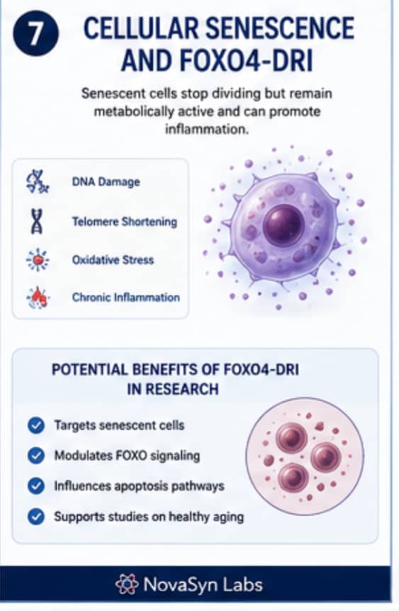 How Do Peptides Influence Cellular Aging Pathways? | Complete Guide (2026) 8 Infographic explaining cellular senescence-associated secretory phenotype (SASP), and the research focus of FOXO4-DRI