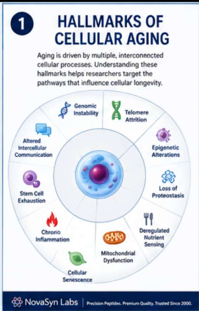 How Do Peptides Influence Cellular Aging Pathways? | Complete Guide (2026) 3 Infographic illustrating the major hallmarks of cellular aging, including telomere shortening, mitochondrial dysfunction, oxidative stress, cellular senescence, stem cell exhaustion, and altered nutrient sensing.