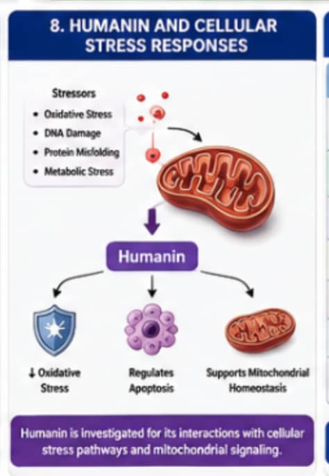 What Role Do Peptides Play in Mitochondrial Research? 10 Infographic explaining Humanin's role in studies of cellular stress responses and mitochondrial signaling.