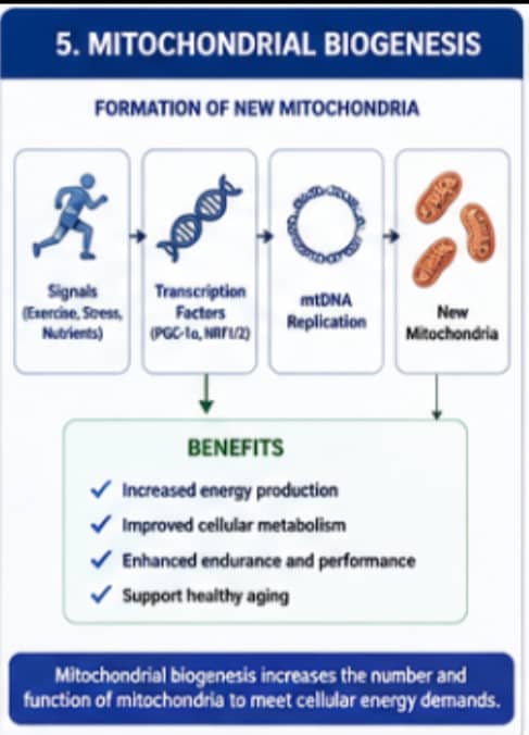 What Role Do Peptides Play in Mitochondrial Research? 7 Diagram showing the biological process of mitochondrial biogenesis and the formation of new mitochondria.