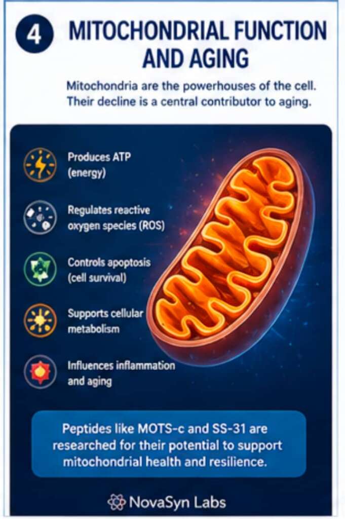 How Do Peptides Influence Cellular Aging Pathways? | Complete Guide (2026) 6 Diagram illustrating mitochondrial energy production, ATP synthesis, reactive oxygen species regulation, and mitochondrial dysfunction during cellular aging.
