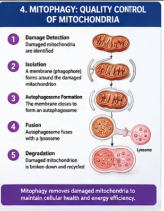 What Role Do Peptides Play in Mitochondrial Research? 6 Step-by-step illustration of how damaged mitochondria are identified, enclosed, and recycled through mitophagy.