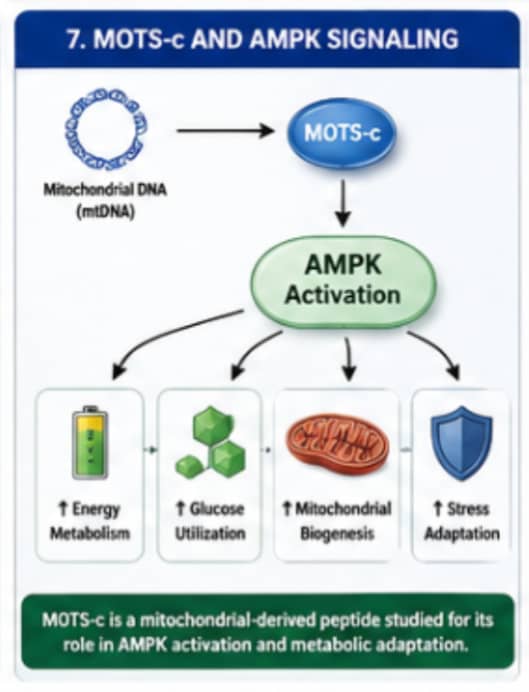 What Role Do Peptides Play in Mitochondrial Research? 9 Flowchart showing the relationship between MOTS-c, AMPK signaling, and cellular metabolism.