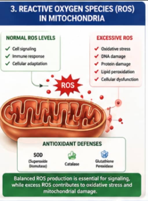 What Role Do Peptides Play in Mitochondrial Research? 5 Infographic explaining how reactive oxygen species are produced and regulated within mitochondria.