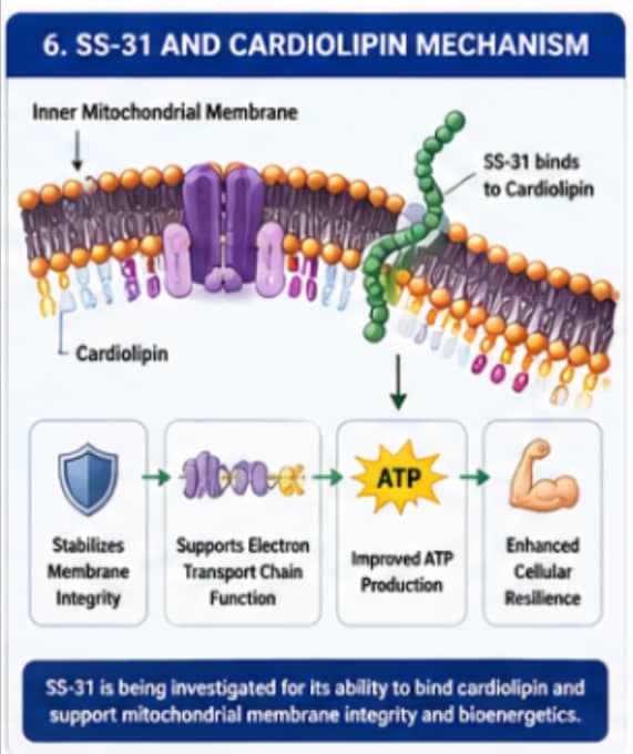 What Role Do Peptides Play in Mitochondrial Research? 8 Diagram illustrating the relationship between SS-31 research and cardiolipin within the inner mitochondrial membrane.